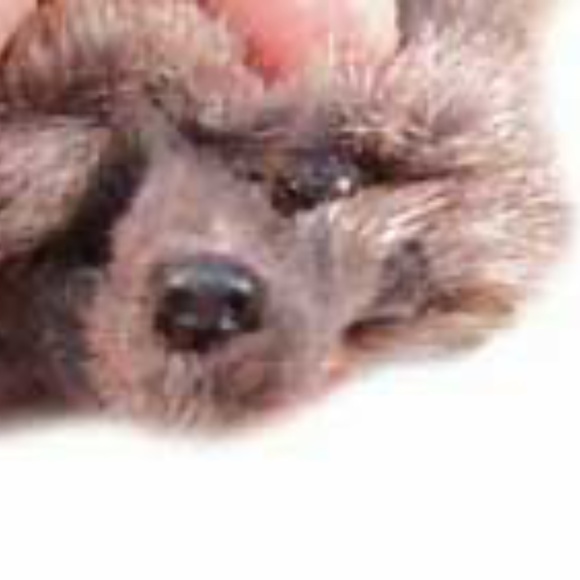 SHAWL, RUSSIAN SQUIRREL, 1957, GREY BACKS/WHITE BELLIES, EACH OF THE FOUR IS 28 - Picture 5 of 11